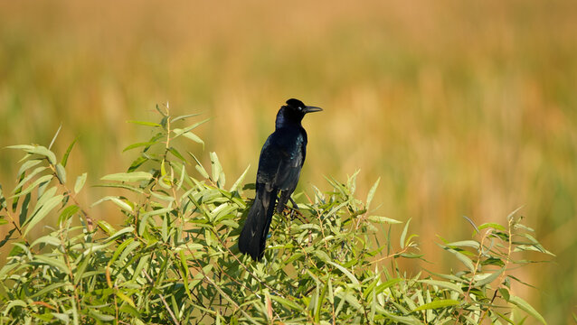 adult male black Boat tailed grackle bird on the grass