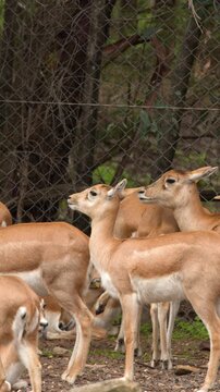 Herd of Female Blackbuck Antelopes Standing Together in Enclosure