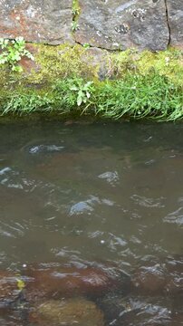 Clear Water Flowing Through Stone Canal with Moss and Grass