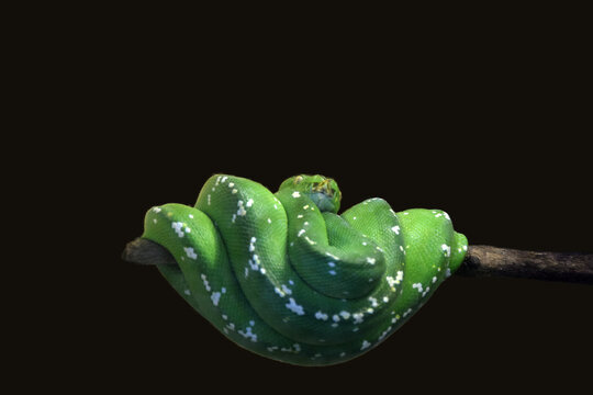 Green Tree Python Morelia viridis Coiled on a Tree Branch