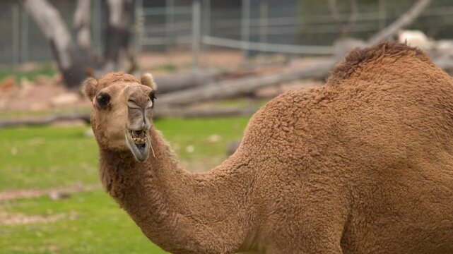Dromedary Camel Chewing Food in Outdoor Grassy Zoo Enclosure