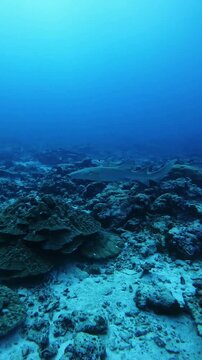 troid nurse shark swimming over coral reef at Burma Banks, Mergui Archipelago, Myanmar