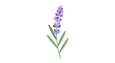 Obraz premium A beautiful illustration of a single sprig of lavender, its purple florets and green leaves detailed against a white background, perfect for wellness and botanical themes