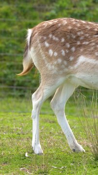 Close Up of Fallow Deer Hindquarters Standing on Grass
