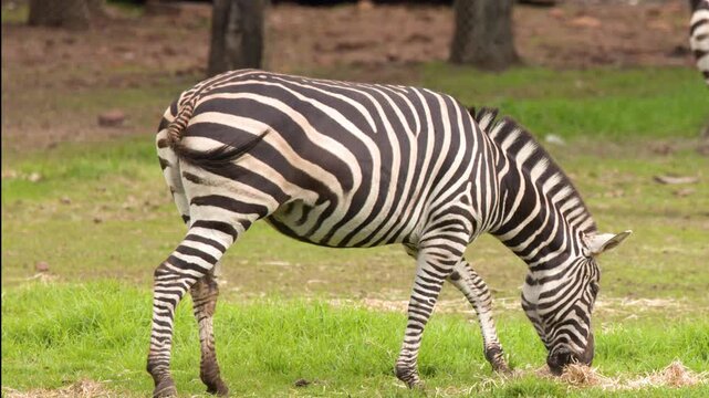 Plains Zebra Grazing on Green Grassland in Open Safari Park