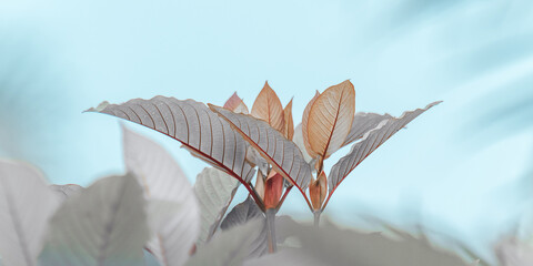 Mitragyna speciosa new growth pastel leaves © Pawich Sattalerd