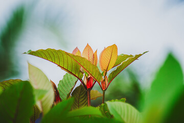 Kratom plant new growth mitragyna speciosa leaves © Pawich Sattalerd