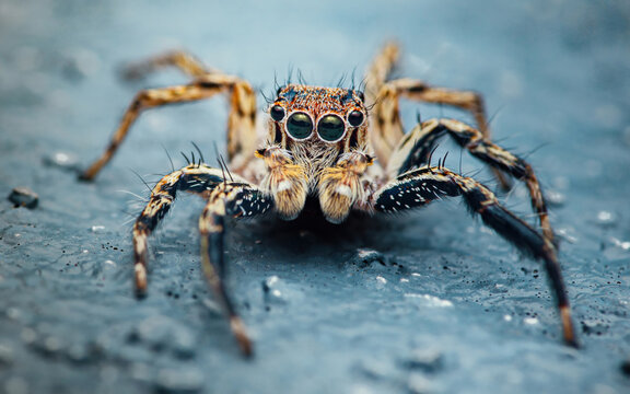Jumping spider macro showing incredible eye detail