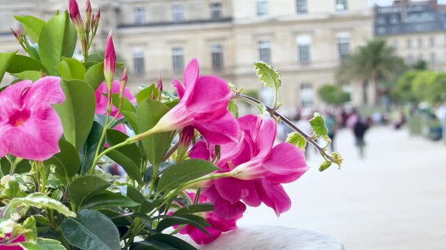 Pink Mandevilla Flowers Blooming in a Public City Garden