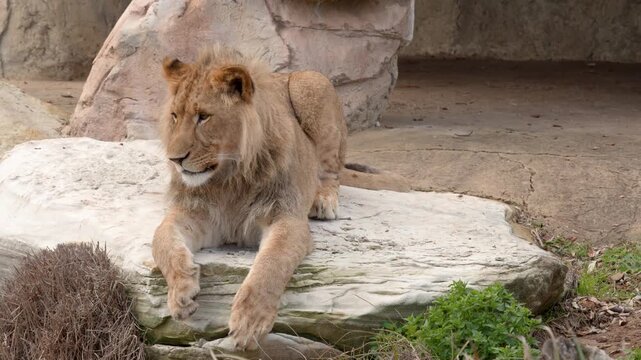 Young Lion Resting and Looking Around on a Stone Ledge