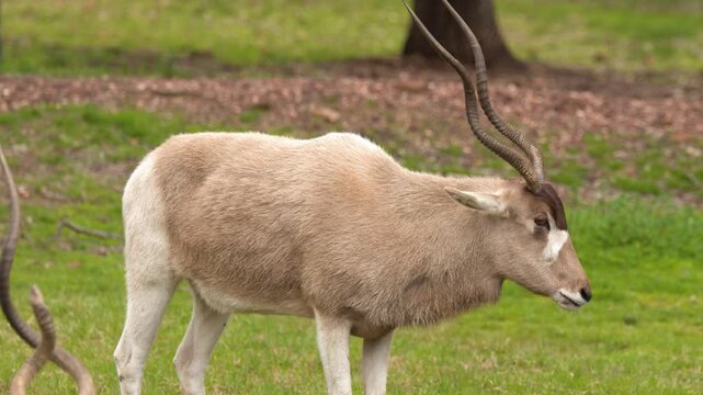 Critically Endangered Addax Antelope Standing in Grassy Enclosure