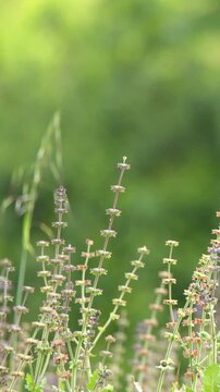 Wild Sage and Meadow Plants Swaying Gently in Breeze