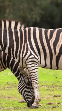 Close Up of Striped Zebras Grazing on Green Pasture Grass