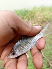 Small Silver Freshwater Fish Held in Hand During Fishing Trip © Irfan Pratama