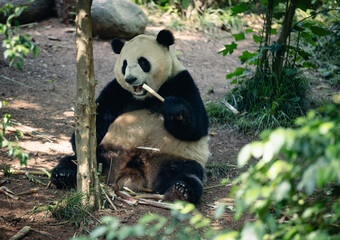 Giant panda in the zoo,China © lzf