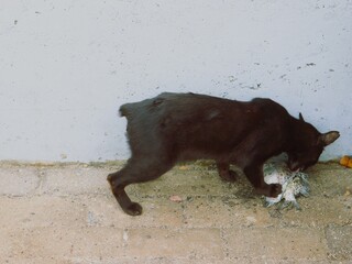 a cat eating fresh fish © Jacky