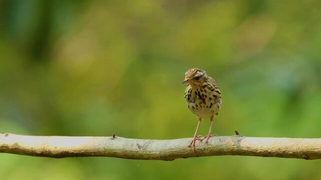 Close up of a small brown streaked pipit bird perching on a wooden branch against a smooth green bokeh background
