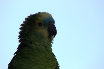 Close up profile portrait of a green parrot with yellow forehead against blue sky © Agustina Inheaven