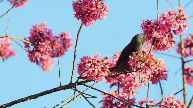 Close up of an ashy drongo bird perching on a blooming pink cherry blossom tree branch against a clear blue sky