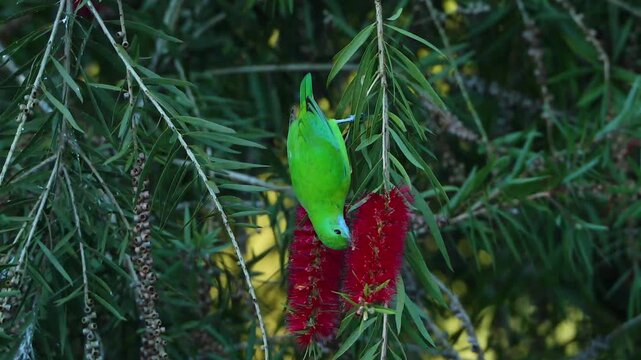 Close up of a bright green hanging parrot bird feeding upside down on a vibrant red bottlebrush flower in lush nature
