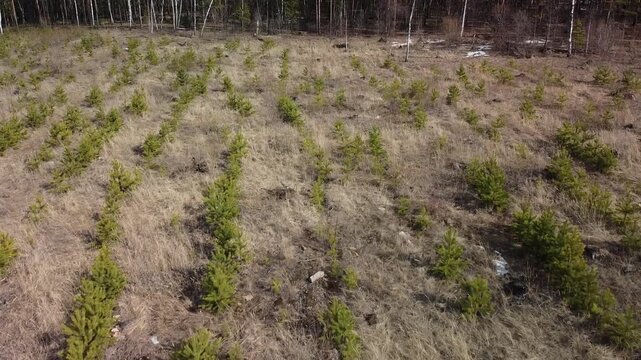 Young pine trees grow in rows across dry, brown grass. Forest edge frames the scene with bare trees. Aerial view shows quiet, early growth in open field. Ideal for forestry, agriculture