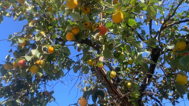 Peaches growing on tree, low angle view outdoors with ripe yellow and red fruit among green leaves, suitable for agriculture, horticulture, seasonal produce, healthy food and crop cultivation use