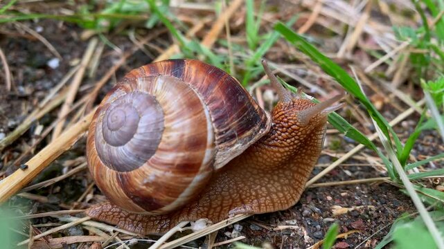 Large land snail crawling across soil, close-up side view emphasizing spiral shell texture, muscular foot and tentacles, useful for gastropod biology, mollusk anatomy, wildlife study, garden ecology
