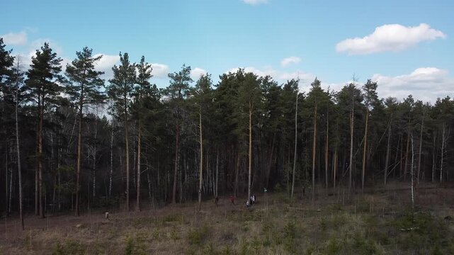 Pine trees stand tall under bright blue skies. Small group walks calmly through the clearing. Sunlight filters through green foliage gently. People appear relaxed, enjoying nature's quiet embrace