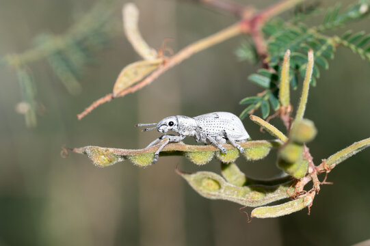 Ericydeus lautus weevil