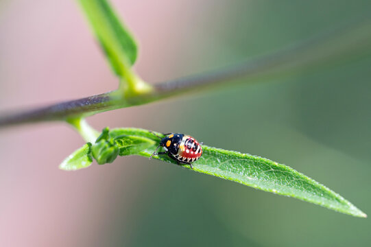 Tylospilus acutissimus, a predatory stink bug