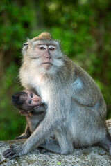 A long tailed macaque mother with her baby at breast, Ubud sacred monkey forest, Bali © Julia