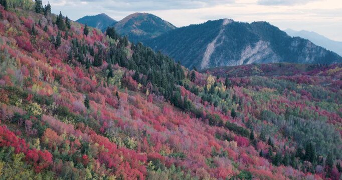 Beautiful Aerial Shot Soaring Over Autumn Trees On Hill In Rocky Mountains - Dusk