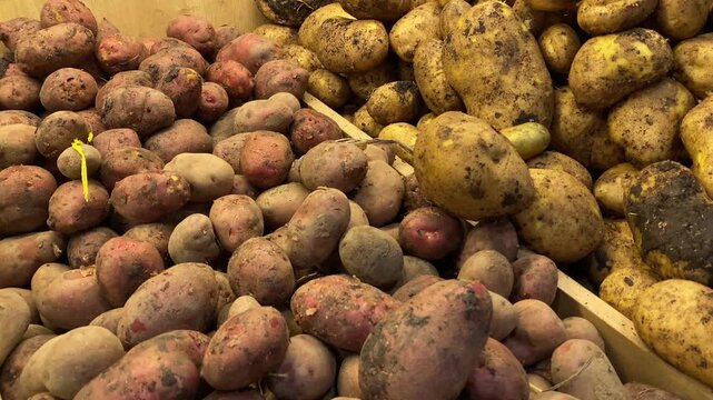 Two types of potatoes being offered for sale, high-angle close-up of red and yellow skins covered in soil and arranged in separate market bins, highlighting vegetable assortment and staple food retail