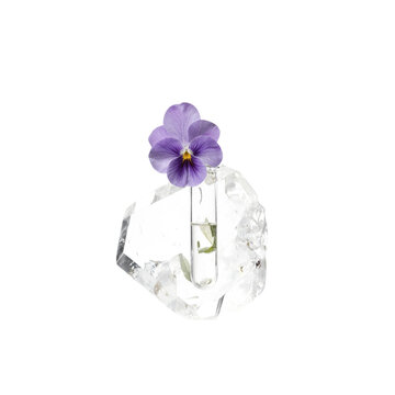 Pansy ice test tube isolated violet flower in glass tube inside a geometric crystal block on a transparent background for beauty concept