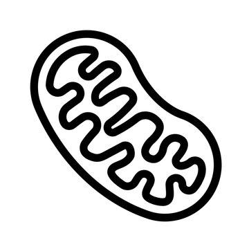 Mitochondria Biology Cell Structure Vector Line Art
