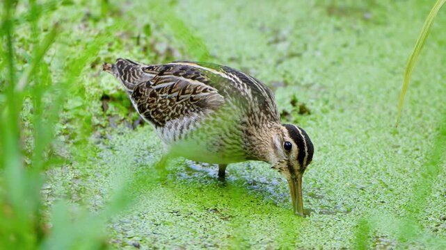 Common Snipe Foraging in Duckweed Covered Wetland