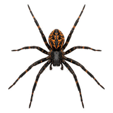 Orange black spider isolated on transparent