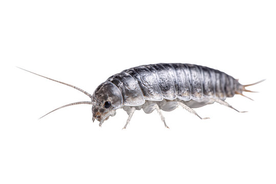 Gray silverfish household pest with long antennae isolated on white