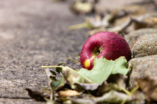Apple on the ground