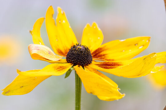Yellow coneflower macro