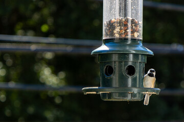 great tit on feeder © Ajax9