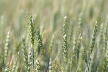 Obraz premium Wheat crop creates natural cereal texture. Young wheat crop supports sustainable agriculture. Organic wheat crop fits rural farming. Fresh wheat crop grows in field.