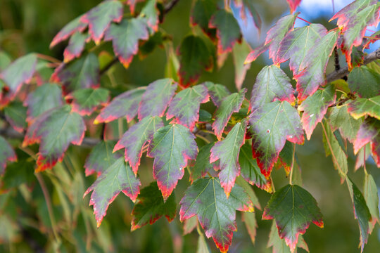 Leaves changing colors