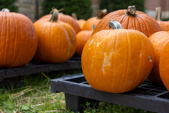 Pumpkins for sale