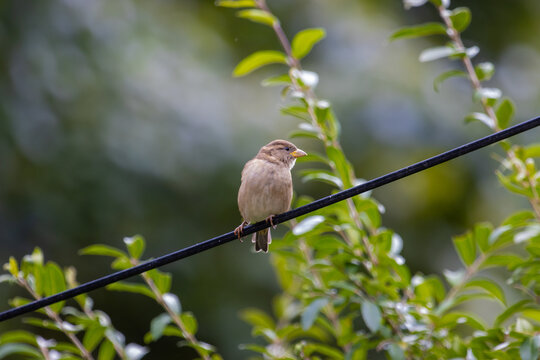 Bird on telephone wire