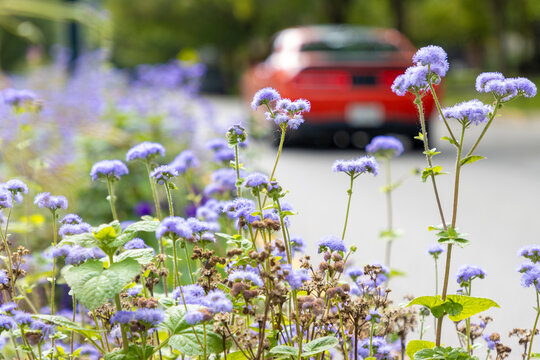 Flower growing next to road