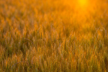 Obraz premium Wheat grows under sunlight. Wheat spike meets sunset. Golden wheat shapes landscape. Backlit wheat forms silhouette.