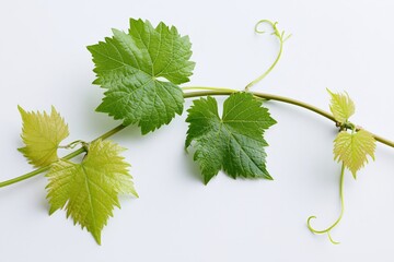 Obraz premium The Grapevine Leaf on a Curving Stem Over a Clean White Background