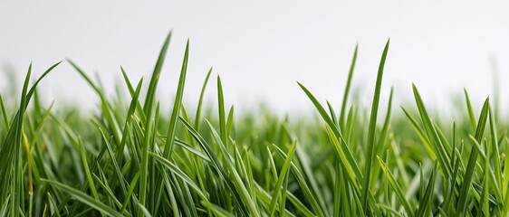 Obraz premium Close-up of fresh green grass blades at ground level in a natural outdoor setting