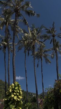 Tall palm trees against a clear blue sky. Lush green foliage at the base. A tropical scene evoking a sense of relaxation and nature.